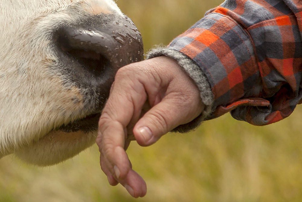 Närbild på en fuktig ko mule luktar på ovandelen av en människas hand. Man ser dropparna på mulen.