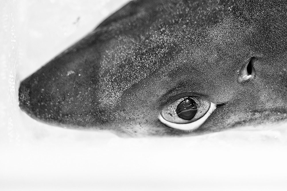 närbild av huvudet på en haj med ett stirrande öga