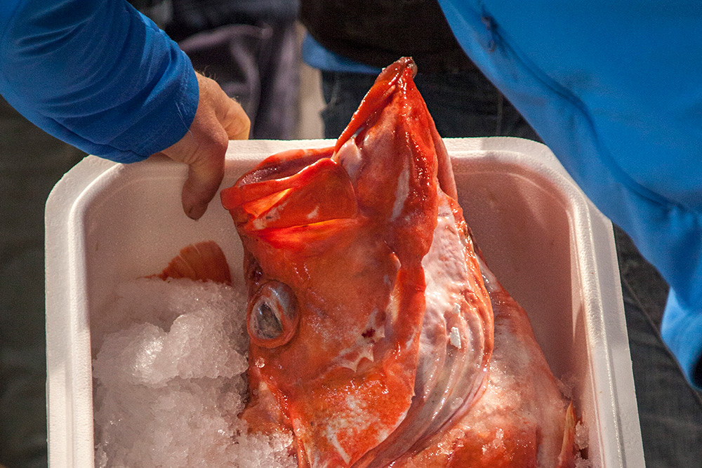 en hand tar tag i en låda med en stor röd gapande kungsfisk